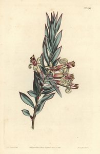 Fürtvirágú styphelia, Styphelia triflora. F. Sansom Jr. kézi színű rézmetszete Sydenham Edwards illusztrációja után a William Curtis Botanical Magazine-ból, T. Curtis, London alkotó: Sydenham Teast Edwards
