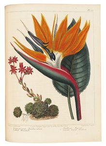 Cobweb Houseleek és Canna Leaved Strelitzia, 1806 alkotó: Sydenham Teast Edwards