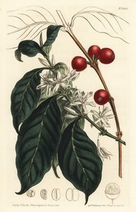 Kávéfőző arabica - Kávéfa, Coffea arabica. F. Sansom Jr. kézi színű rézmetszete Sydenham Edwards illusztrációja után a William Curtis Botanical Magazine-ból, T. Curtis, London alkotó: Sydenham Teast Edwards