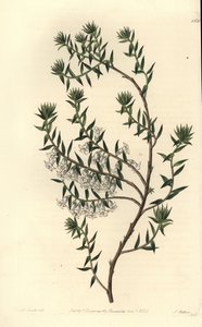 Közönséges bozót, Epicris impressa (havas epacris, Epicris nivalis). S. Watts kézi színű rézmetszet Miss Sarah Drake illusztrációja nyomán a Sydenham Edwards Botanical Register-ből, Ridgeway, London alkotó: Sydenham Teast Edwards