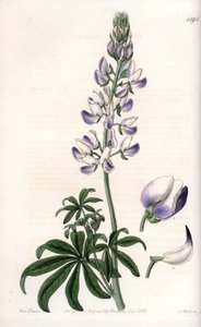 Közönséges folyóparti csillagfürt – S.Watts vésett táblája Sarah Anne Drake (1803-1857) illusztrációjáról, a Sydenham Edwards (1768-1819) botanikai nyilvántartásából, Anglia
