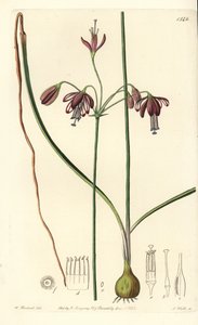 Korall Mexikóból vagy csepp korall - Coral cseppek, Bessera elegans (Üreges levelű pharium, Pharium fistulosum). S. Watts kézi színű rézmetszet William Herbert illusztrációja után a Sydenham Edwards Botanical Register-ből, Ridgeway, London alkotó: Sydenham Teast Edwards