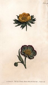 A téli heranth (vagy hunyor vagy téli aconit) és a hellebore fetide korolla. Színes rézmetszet, Sydenham Edwards (1768-1819) illusztrációja a Lambethi Botanikus Kert (Anglia) botanikai konferenciájához alkotó: Sydenham Teast Edwards