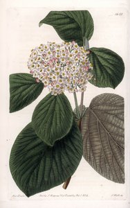 Cotton Viorne – S.Watts gravírozott tábla Sarah Anne Drake (1803-1857) illusztrációjából, a Sydenham Edwards (1768-1819) botanikai nyilvántartásából, Angliából alkotó: Sydenham Teast Edwards
