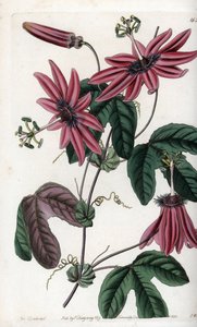 Crimson Passion – S.Watts által gravírozott tábla Sarah Anne Drake (1803-1857) illusztrációjáról, Sydenham Edwards (1768-1819) botanikai nyilvántartásából, Angliából alkotó: Sydenham Teast Edwards