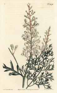Crinkle bokor vagy tansy - Crinkle bokor vagy petrezselyem páfrány (kénfűlevelű lomatia), Lomatia silaifolia. F. Sansom Jr. kézi színű rézmetszete Sydenham Edwards illusztrációja után a William Curtis Botanical Magazine-ból, T. Curtis, London alkotó: Sydenham Teast Edwards