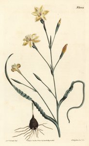 Fodros levelű moraea, Moraea crispa. F. Sansom Jr. kézi színű rézmetszete Sydenham Edwards illusztrációja után a William Curtis Botanical Magazine-ból, T. Curtis, London alkotó: Sydenham Teast Edwards