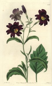 Curvy Salpiglossis – Festett nyelv, Salpiglossis sinuata (Sötétlila salpiglossis, Salpiglossis atropurpurea). S. Watts kézi színű rézmetszet M. Hart illusztrációja után a Sydenham Edwards Botanical Register-ből, Ridgeway, London alkotó: Sydenham Teast Edwards