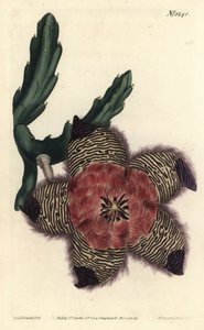 Párnázott stapelia, Stapelia pulvinata. F. Sansom Jr. kézi színű rézmetszete Sydenham Edwards illusztrációja után a William Curtis Botanical Magazine-ból, T. Curtis, London alkotó: Sydenham Teast Edwards