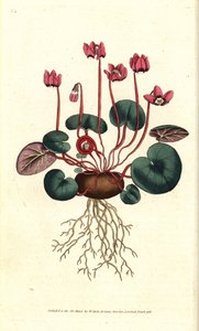 Cyclamen de Cos vagy Kaukázus - Kereklevelű ciklámen, Cyclamen coum. Kézzel színezett rézmetszet James Sowerby botanikai illusztrációja nyomán William Curtis The Botanical Magazine-jából, Lambeth Marsh, London alkotó: Sydenham Teast Edwards