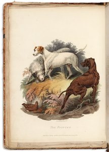 Cynographia Britannica: Nagy-Britanniában létező különböző fajtájú kutyák színes metszetei, 1800-05 alkotó: Sydenham Teast Edwards