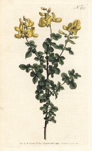 Cytisophyllum sessilifolium (Common cytisus, Cytisus sessilifolius). Sansom kézzel színezett rézmetszet Sydenham Edwards illusztrációja nyomán William Curtis Botanical Magazine Londonból alkotó: Sydenham Teast Edwards