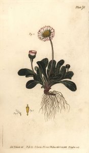 Daisy, Bellis perennis, Polygamia superflua. F. Sansom kézi színű rézmetszete Sydenham Edwards botanikai illusztrációjáról William Curtis Botanikai előadásaihoz, a lambethi botanikus kertben alkotó: Sydenham Teast Edwards