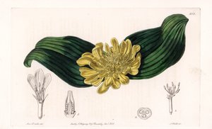Daubenya Variete – S.Watts által gravírozott tábla Sarah Anne Drake (1803-1857) illusztrációjáról, a Sydenham Edwards (1768-1819) botanikai nyilvántartásából, Anglia alkotó: Sydenham Teast Edwards