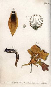 A fritrillárium szárának és koronájának részletes leírása. Színes rézmetszet, Sydenham Edwards (1768-1819) illusztrációja a Lambethi Botanikus Kert (Anglia) botanikai konferenciájához alkotó: Sydenham Teast Edwards