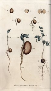 A borsómag és a közönséges bab különböző csírázási lépései. Színes rézmetszet, Sydenham Edwards (1768-1819) illusztrációja a Lambethi Botanikus Kert (Anglia) botanikai konferenciájához alkotó: Sydenham Teast Edwards
