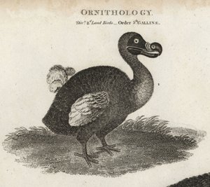 Dodo, Raphus cucullatus, kihalt röpképtelen madár. T. Milton rézmetszete Sydenham Edwards illusztrációja nyomán Abraham Rees Cyclopaediájából vagy Universal Dictionary-ból, London alkotó: Sydenham Teast Edwards