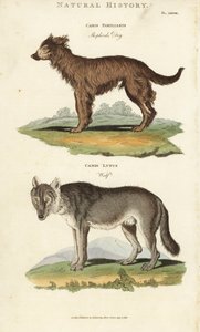 Kutya és farkas - Pásztorkutya, Canis familiaris és farkas, Canis lupus. Kézi színű rézmetszet Sydenham Edwards nyomán, John Mason Good Pantologia, a New Encyclopedia című művéből, G. Kearsley, London alkotó: Sydenham Teast Edwards
