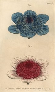 Dupla kék kökörcsin és dupla kökörcsin fajták, Anemone coronaria. F. Sansom kézi színű rézmetszete Sydenham Edwards botanikai illusztrációjáról William Curtis Botanikai előadásaihoz, a lambethi botanikus kertben alkotó: Sydenham Teast Edwards