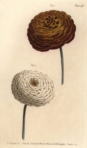 Dupla ranunculus fajták, perzsa boglárka, Ranunculus asiaticus. F. Sansom kézi színű rézmetszete Sydenham Edwards botanikai illusztrációjáról William Curtis Botanikai előadásaihoz, a lambethi botanikus kertben alkotó: Sydenham Teast Edwards
