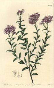 Dr. Gill selagója, Selago gillii. S. Watts kézi színű rézmetszet J.T. illusztrációja után. Hart a Sydenham Edwards Botanical Register-ből, Ridgeway, London alkotó: Sydenham Teast Edwards