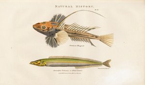 Dragonet és a Homoklándzsa alkotó: Sydenham Teast Edwards