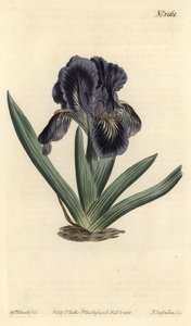 Törpe írisz - Iris x binata (liláskék törpe zászló, Iris pumila var. violacea). F. Sansom Jr. kézi színű rézmetszete Sydenham Edwards illusztrációja után a William Curtis Botanical Magazine-ból, T. Curtis, London alkotó: Sydenham Teast Edwards