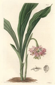 Földi orchidea, eredetileg Srí Lankáról – S. Watts Erős víz Sarah Anne Drake (1803) illusztrációjából, a Botanikai Nyilvántartásból alkotó: Sydenham Teast Edwards
