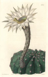 Echinocactus eyriesii, virágzó kaktusz, Mexikóban őshonos – Erős víz, S. Watts Sarah Anne Drake (1803-1857) illusztrációjából, a Botanical Registerből alkotó: Sydenham Teast Edwards