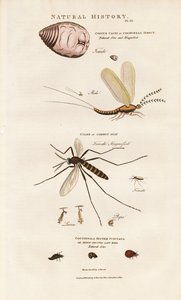 Gazdaságilag fontos rovarok: Cochineal, szúnyog és katicabogár alkotó: Sydenham Teast Edwards