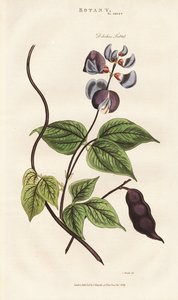 Egyiptomi jácintos bab alkotó: Sydenham Teast Edwards