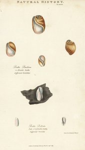Rugalmas bula, Bulla resiliens és halvány vagy hengeres bulla, Bulla pallida. Kézi színű rézmetszet Sydenham Edwards nyomán, John Mason Good Pantologia, a New Encyclopedia című művéből, G. Kearsley, London alkotó: Sydenham Teast Edwards