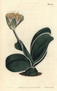 Elefántfül - fehér virágú haemanthus, Haemanthus albiflos. F. Sansom Jr. kézi színű rézmetszete Sydenham Edwards illusztrációja után a William Curtis Botanical Magazine-ból, T. Curtis, London alkotó: Sydenham Teast Edwards
