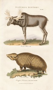 Elk és háromsávos giliszta