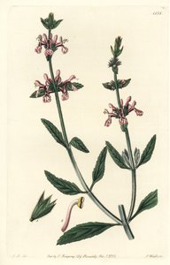 Epiary - fehér szárú stachys, Stachys albicaulis. S. Watts kézi színű rézmetszet John Lindley illusztrációja után a Sydenham Edwards Botanical Register-ből, Ridgeway, London alkotó: Sydenham Teast Edwards