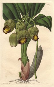 Epifita orchidea, halványsárga katazetum, Brazíliában őshonos – S. Watts Water forte Sarah Anne Drake (1803-1857) illusztrációjából, a Botanical Registerből alkotó: Sydenham Teast Edwards