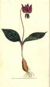 Erythrone kutyafog (vagy vörös Satyrion) - Kutyafog ibolya, Erythronium dense-canis. Kézzel színezett rézmetszet James Sowerby botanikai illusztrációja nyomán William Curtis The Botanical Magazine-jából, Lambeth Marsh, London alkotó: Sydenham Teast Edwards