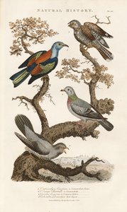 Európai madárfajok a fákon alkotó: Sydenham Teast Edwards