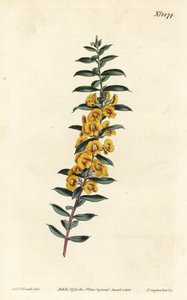 Eutaxia myrtifolia (Keresztlevelű dillwynia, Dillwynia obovata). F. Sansom Jr. kézi színű rézmetszete Sydenham Edwards illusztrációja után a William Curtis Botanical Magazine-ból, T. Curtis, London alkotó: Sydenham Teast Edwards