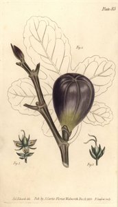 Füge, Ficus carica, Trioecia hermafrodittal, hím 2 és nőstény 3 különálló virágokkal. F. Sansom kézi színű rézmetszete Sydenham Edwards botanikai illusztrációjáról William Curtis Botanikai előadásaihoz, a Botában átadva alkotó: Sydenham Teast Edwards