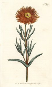 Füge körömvirág - Aranyfüge-körömvirág, Mesembryanthemum aureum. Sansom kézzel színezett rézmetszet Sydenham Edwards illusztrációja nyomán William Curtis Botanical Magazine Londonból alkotó: Sydenham Teast Edwards