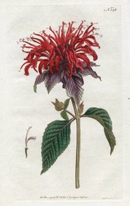 Fistula Monarde – Sydenham Edwards litográfiája (1768-1819), William Curtis Botanical Magazine-jából (1746-1799) alkotó: Sydenham Teast Edwards