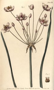 Virágzó rózsa, Butomus umbellatus, Hexagynia, hermafrodita virág 1. és bibe 2. F. Sansom kézi színű rézmetszete Sydenham Edwards botanikai illusztrációjáról William Curtis Botanikai előadásaihoz, a Botanikus Kertben. alkotó: Sydenham Teast Edwards