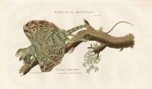 Repülő sárkány egy ágon alkotó: Sydenham Teast Edwards