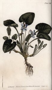 Illatos ibolya. Színes rézmetszet, Sydenham Edwards (1768-1819) illusztrációja a Lambethi Botanikus Kert (Anglia) botanikai konferenciájához alkotó: Sydenham Teast Edwards