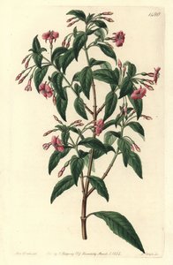 Fuschia variete - Rúdágú fukszia, Fuchsia bacillaris. Természetes hibrid a Fuchsia microphylla subsp. microphylla és Fuchsia thymifolia subsp. thymifolia. S. Watts kézzel színezett rézmetszet Sarah Drake Sydből való illusztrációja után alkotó: Sydenham Teast Edwards