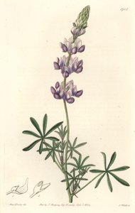 Garden Lupin, eredetileg Kaliforniából – S. Watts Erős Víz Sarah Anne Drake (1803-1857) illusztrációjából, a Botanikai Nyilvántartásból alkotó: Sydenham Teast Edwards