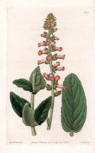 Genera Variete – S. Watts által gravírozott tábla Sarah Anne Drake (1803-1857) illusztrációjáról, a Sydenham Edwards (1768-1819) botanikai nyilvántartásából, Angliából alkotó: Sydenham Teast Edwards