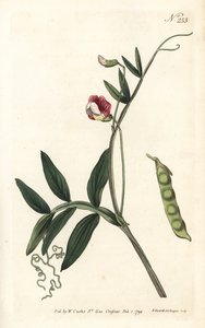 Gesse climene - spanyol bükköny, Lathyrus clymenum (csuklós-hüvelyes lathyrus, Lathyrus articulatus). Sansom kézzel színezett rézmetszet Sydenham Edwards illusztrációja nyomán William Curtis Botanical Magazine Londonból alkotó: Sydenham Teast Edwards