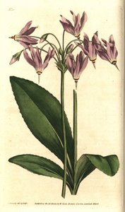 Giroselle of Virginia - Amerikai tehénteher vagy Mead dodekateonja, Dodecatheon meadia. Kézzel színezett rézmetszet James Sowerby botanikai illusztrációja nyomán William Curtis The Botanical Magazine-jából, Lambeth Marsh, London alkotó: Sydenham Teast Edwards
